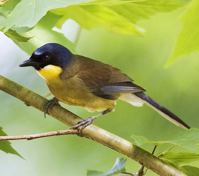 Yellow-throated laughingthrush