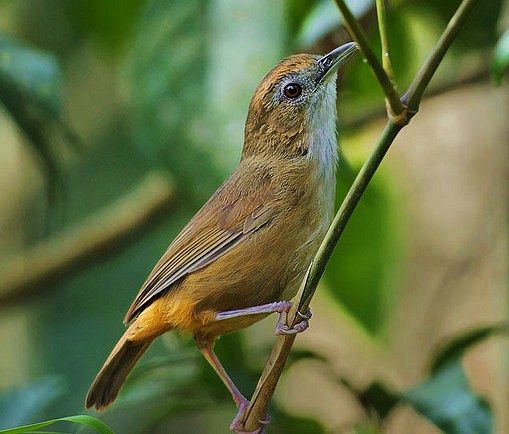 Abbott's babbler