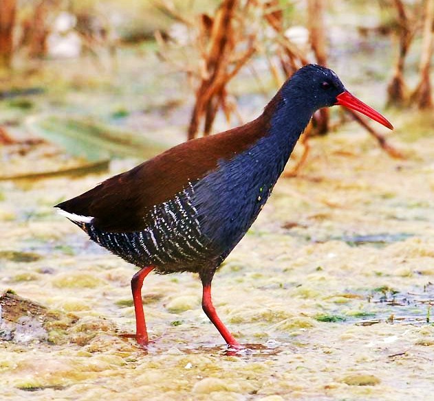 African rail