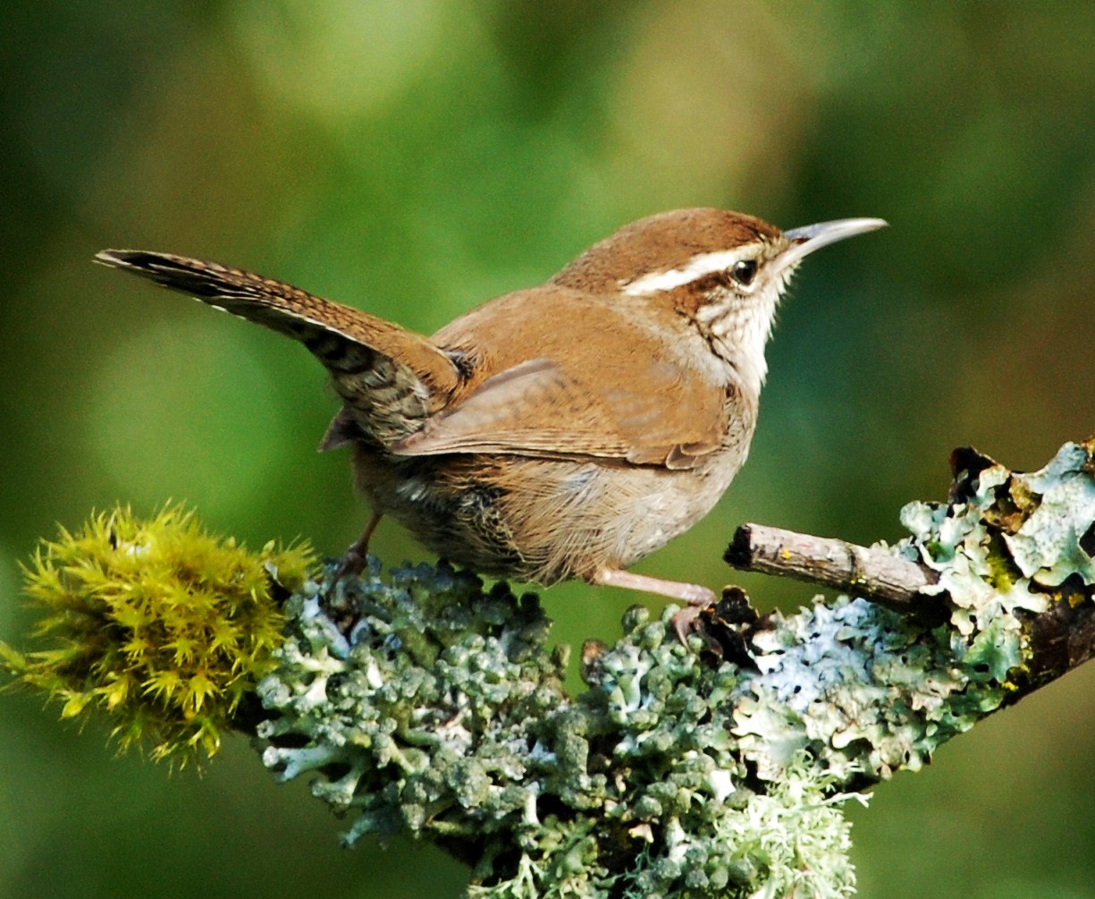 Bewick's wren