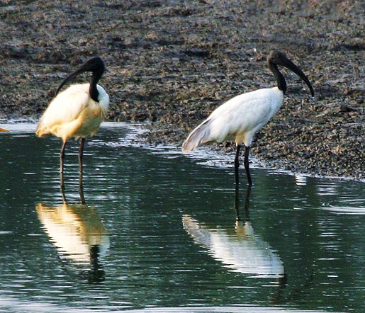 Black-headed ibis