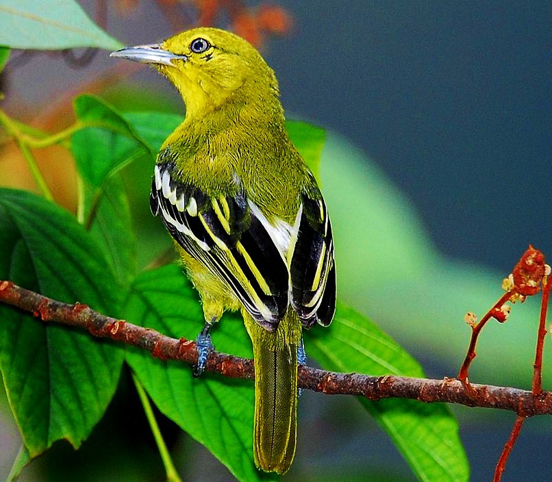 Common iora