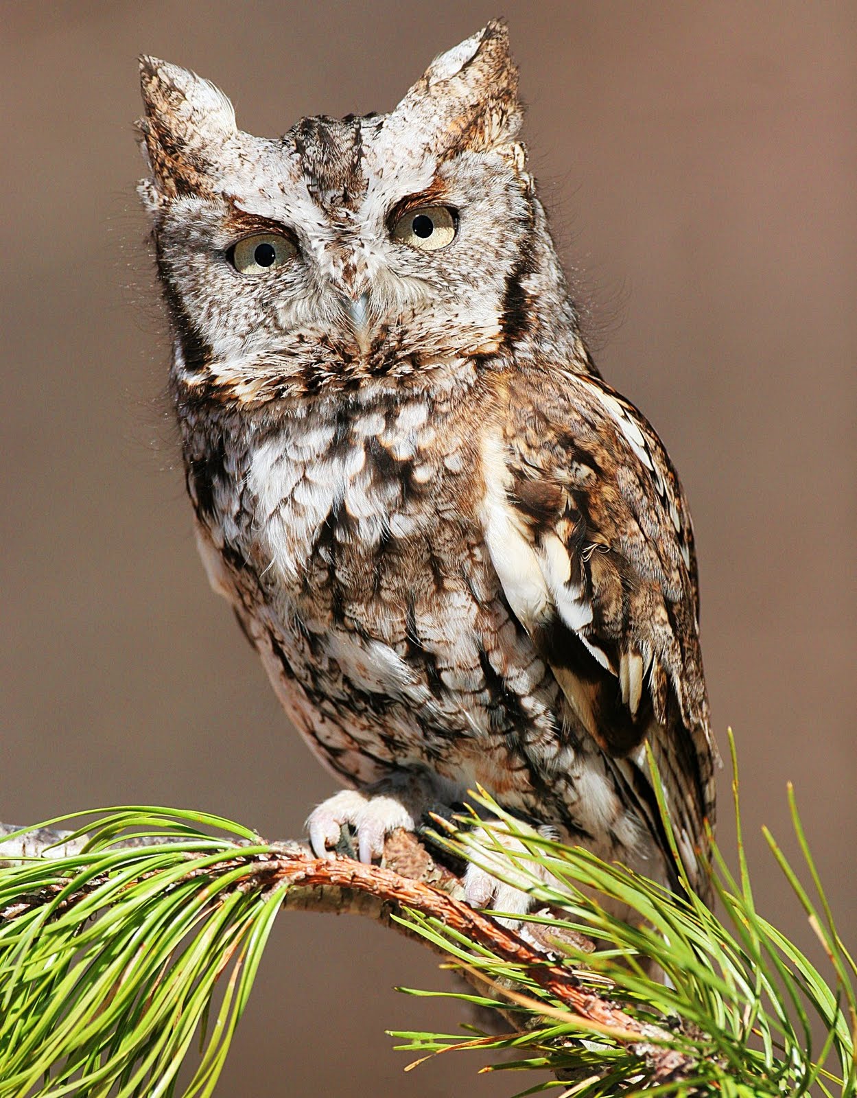 Eastern screech owl