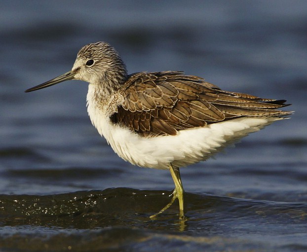 Common greenshank