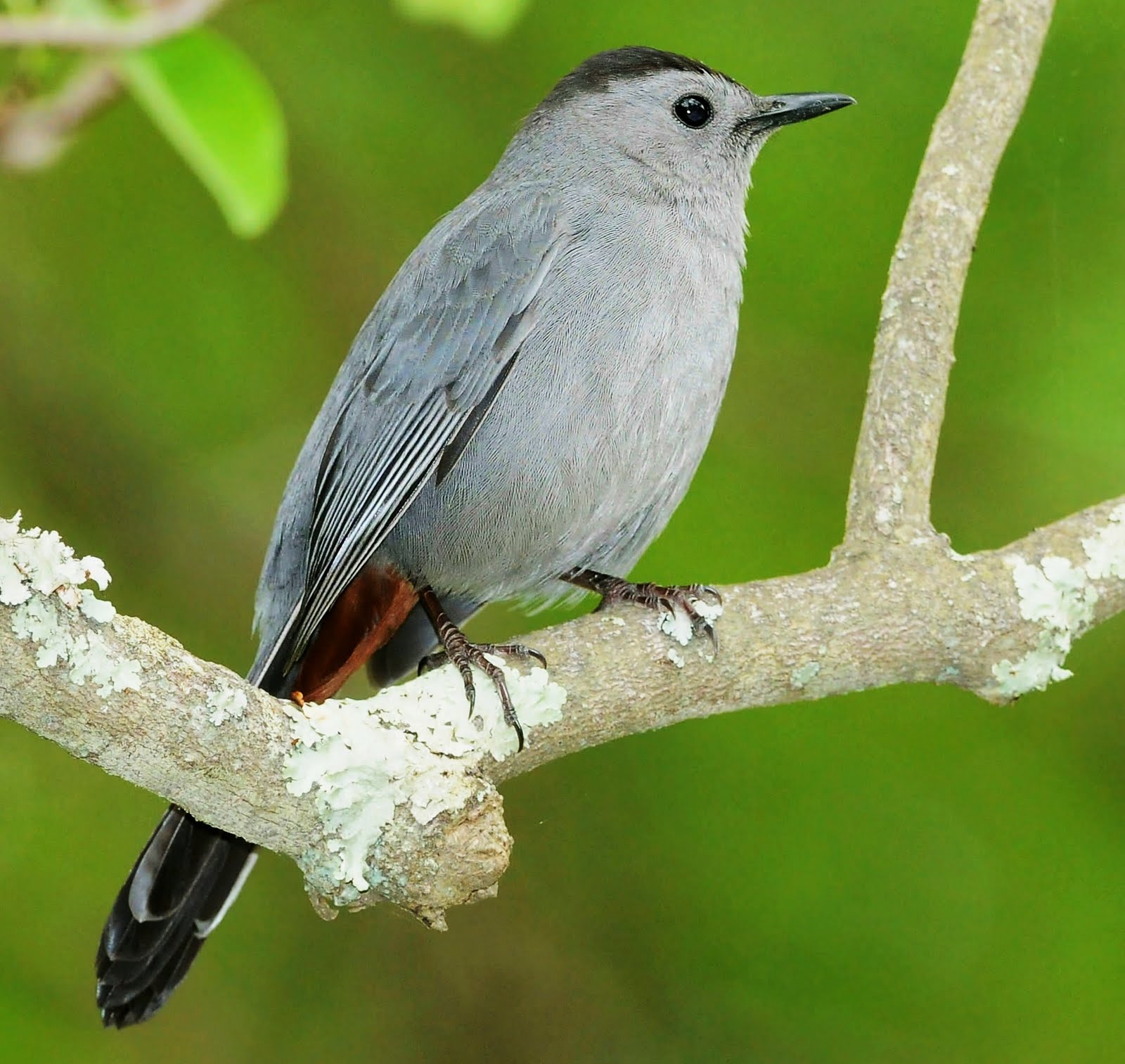 Grey catbird