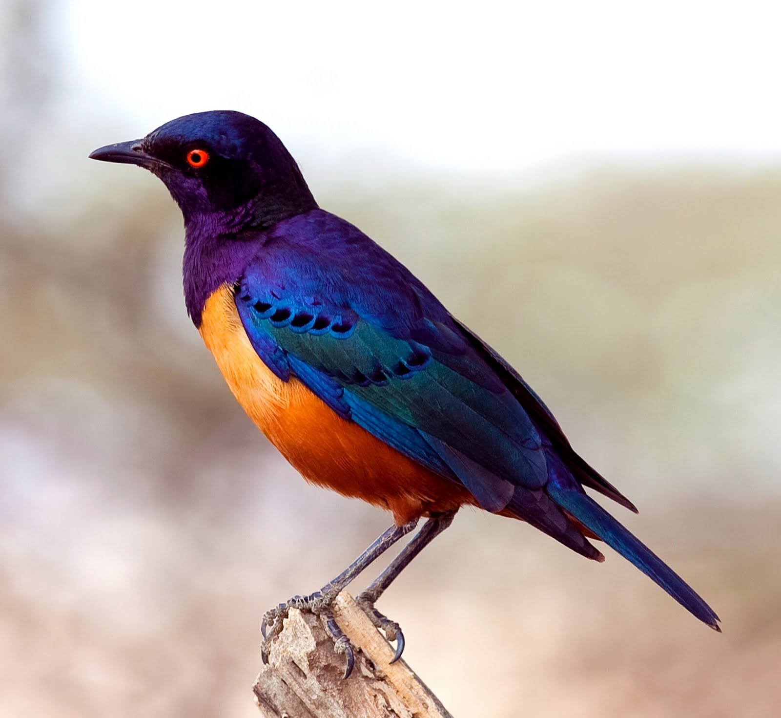 Hildebrandt's starling