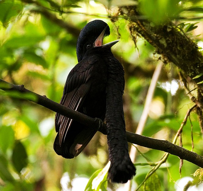 Long-wattled umbrellabird