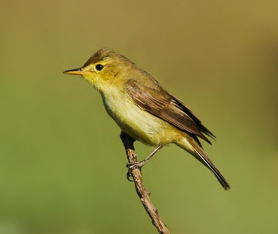 Melodious warbler