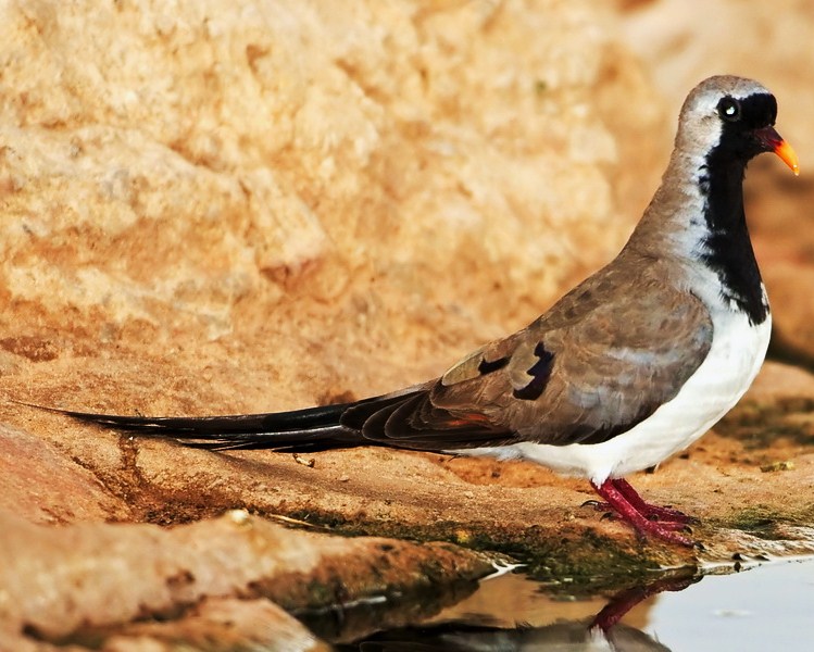 Namaqua dove