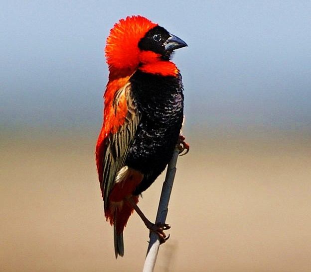 Red bishop