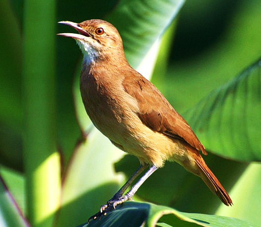 Rufous hornero