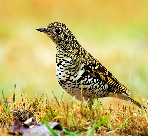 Scaly thrush