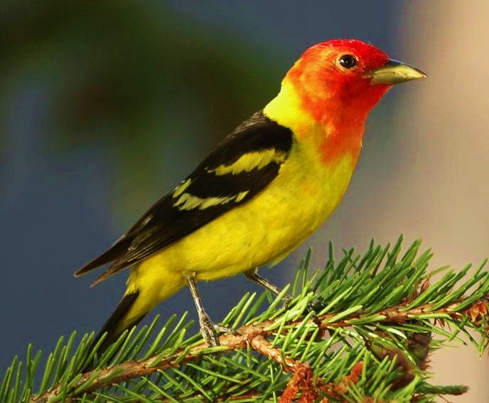 Western tanager