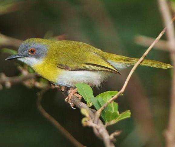 Yellow-breasted apalis