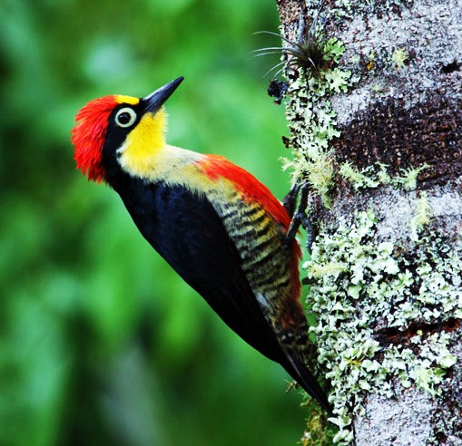 Yellow-fronted woodpecker