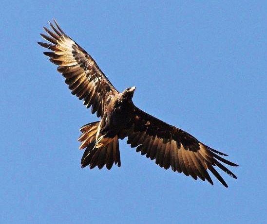 Wedge-tailed eagle