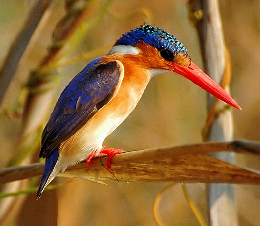 African pygmy kingfisher