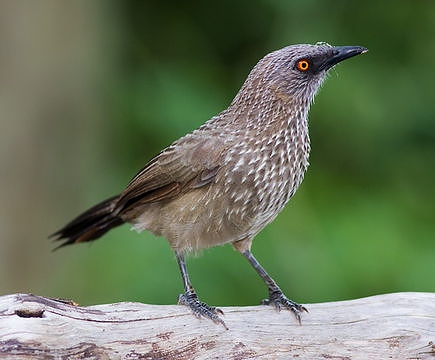 Arrow-marked babbler