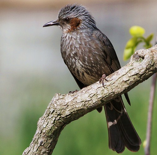 Brown-eared bulbul