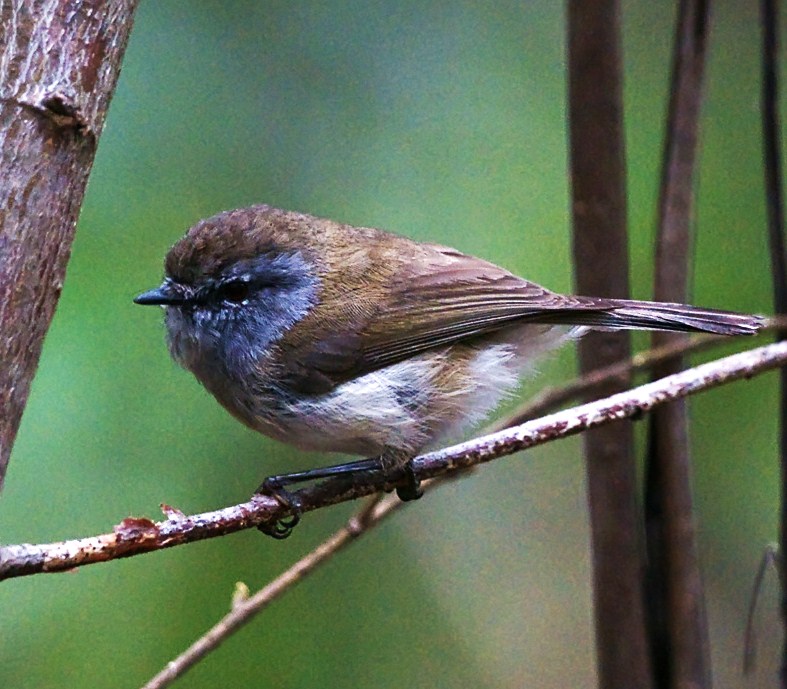 Brown gerygone