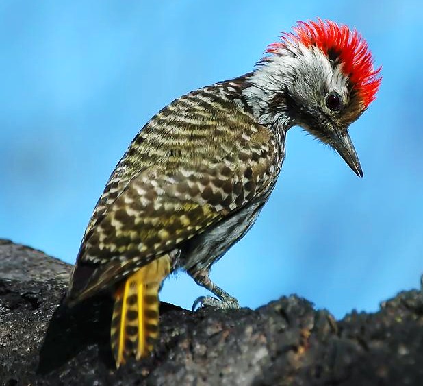 Cardinal woodpecker