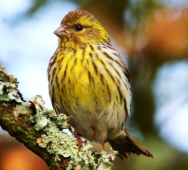 European serin