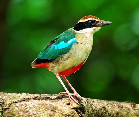 Fairy pitta