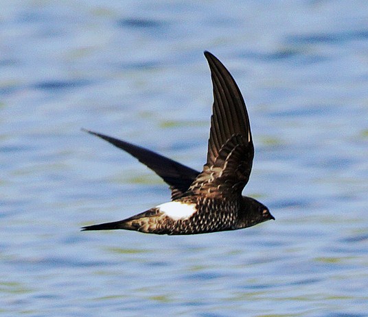 Fork-tailed swift