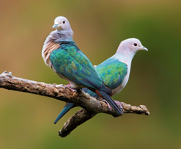 Green imperial-pigeon