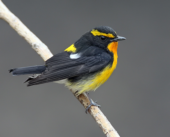 Narcissus flycatcher