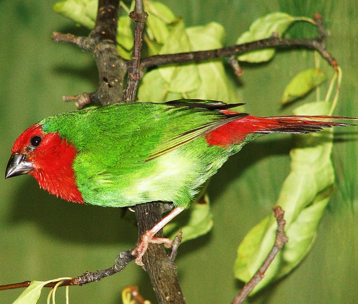 Red-throated parrotfinch