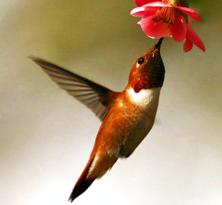 Rufous hummingbird