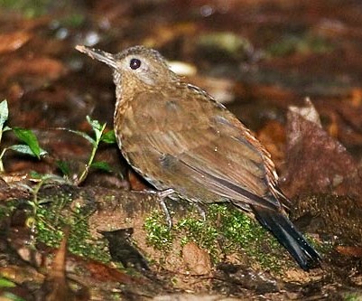 Scaly-throated leaftosser