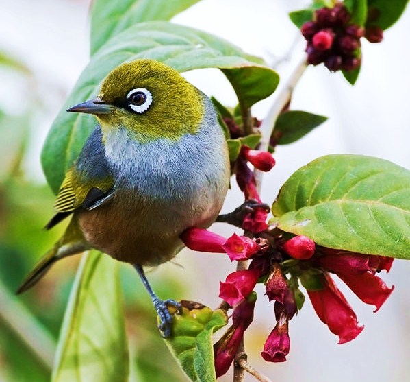 Silvereye