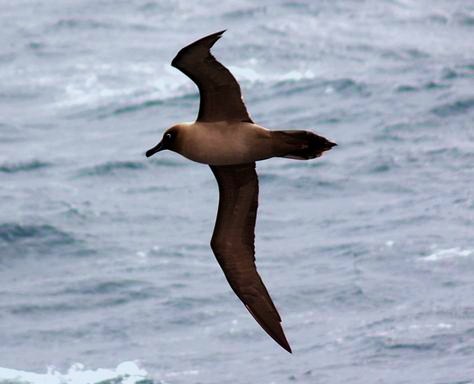 Sooty albatross