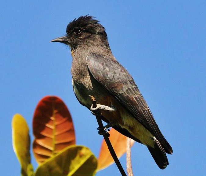 Swallow-tailed puffbird