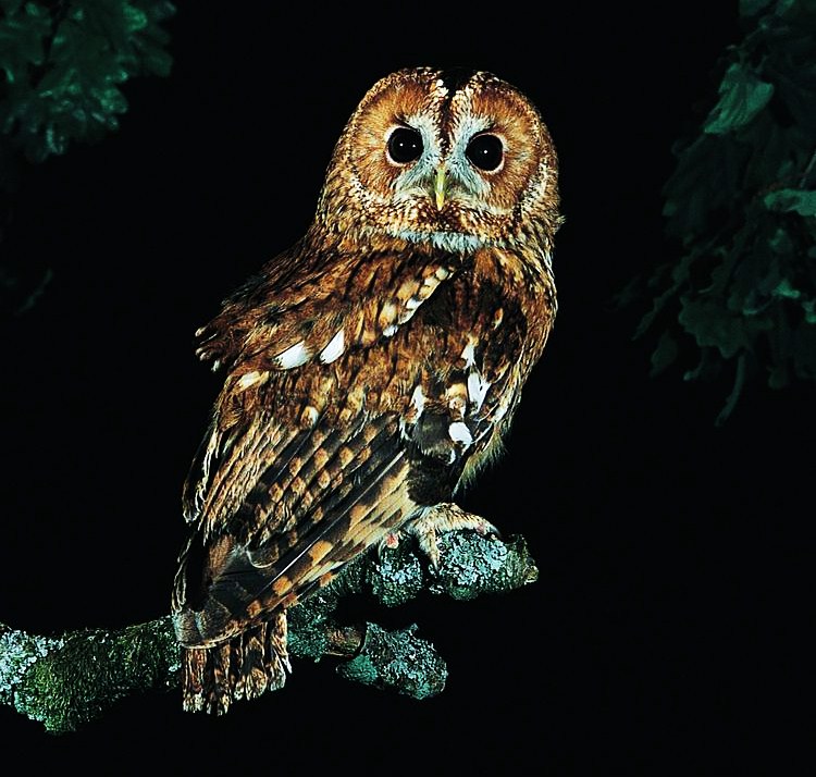 Tawny owl