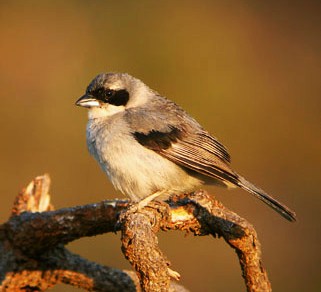 White-banded tanager