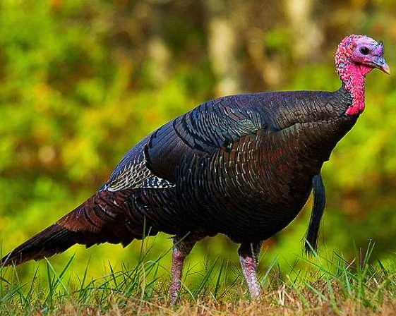 Wild turkey