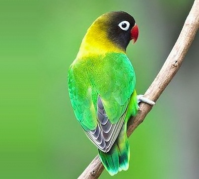 Yellow-collared lovebird