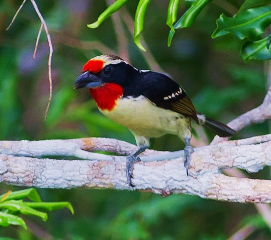 Black-spotted barbet