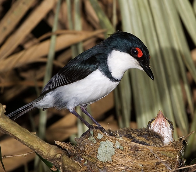 Black-throated wattle-eye