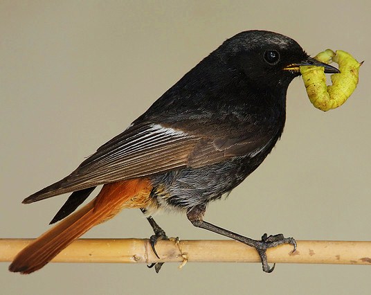 Black redstart