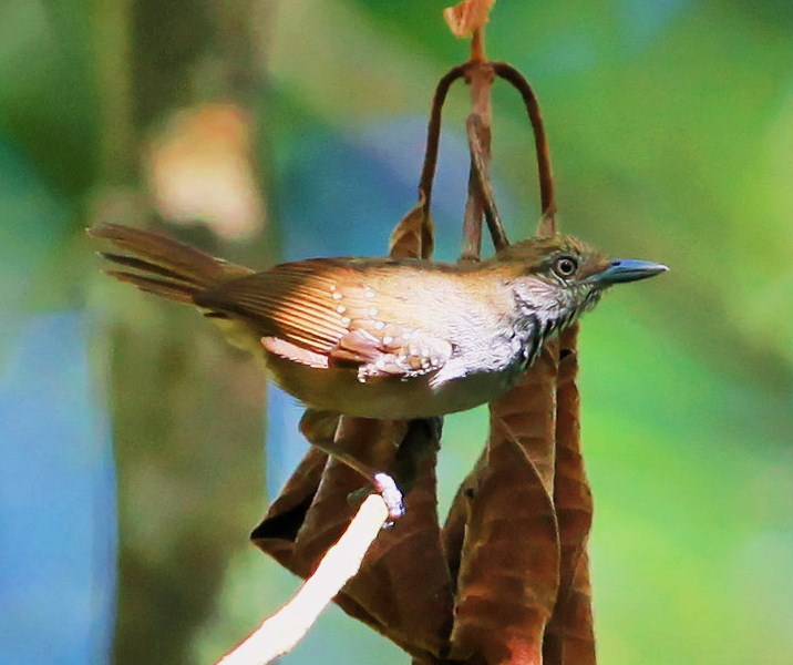 Brown-bellied antwren