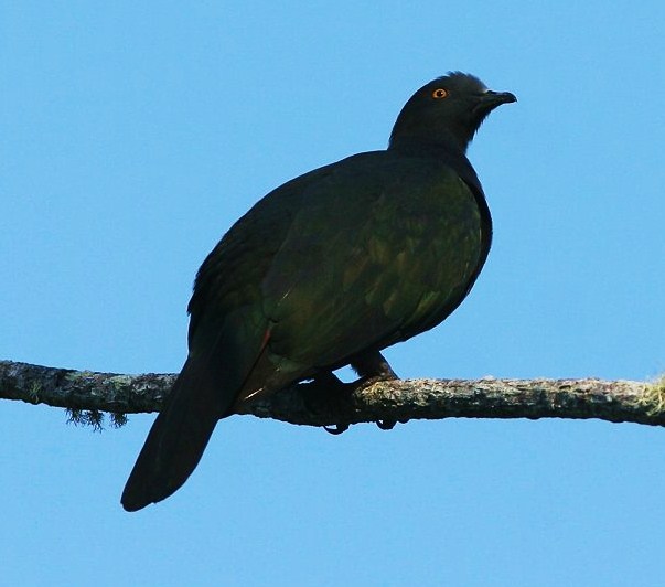 Christmas imperial-pigeon