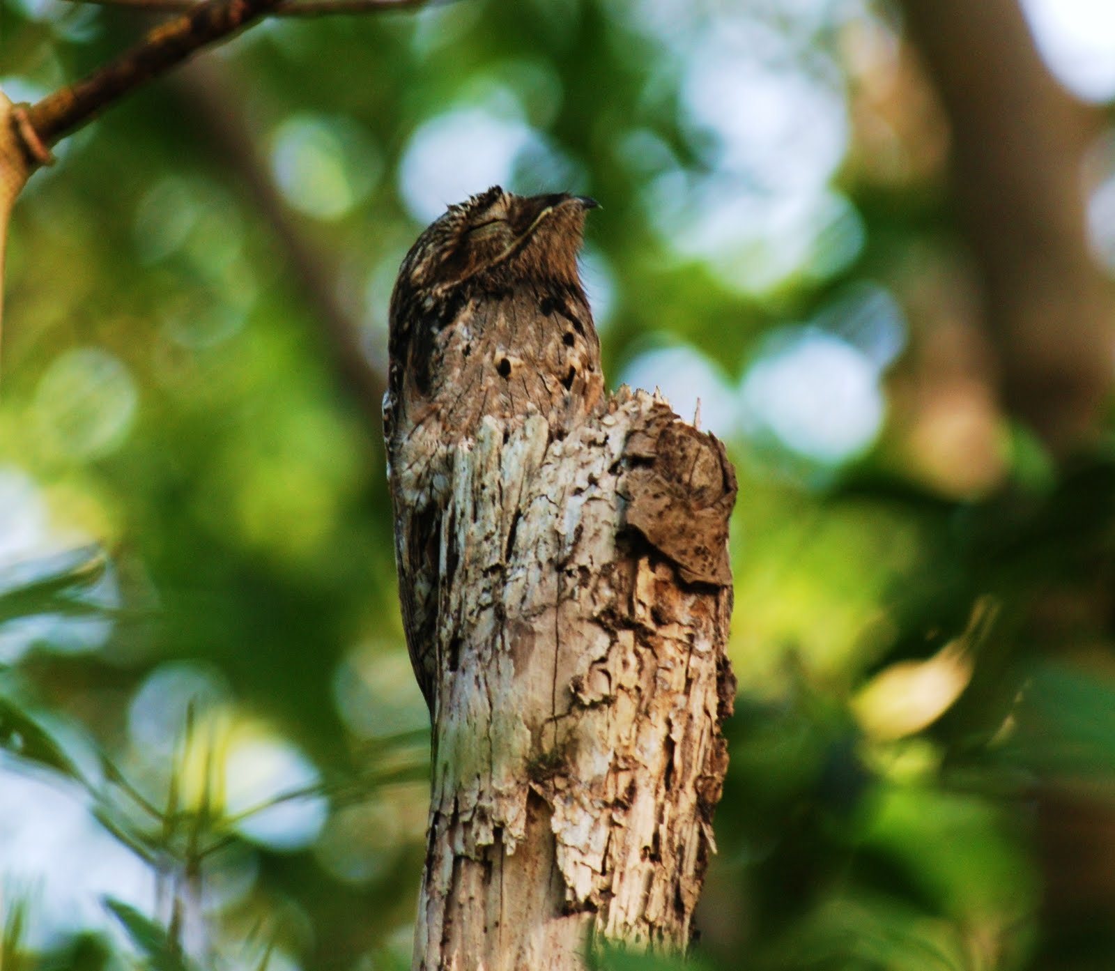 Common potoo