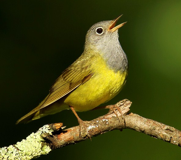 Connecticut warbler