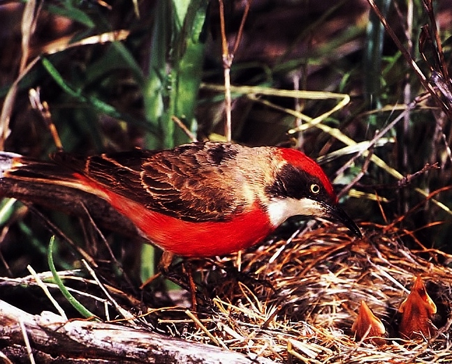 Crimson chat