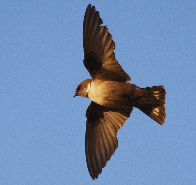 Eurasian crag martin