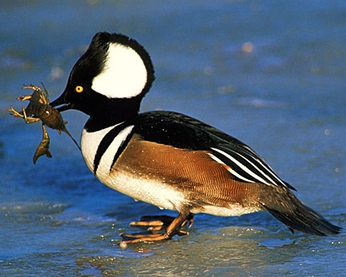 Hooded merganser